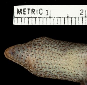 Media type: image;   Herpetology R-39736 Aspect: head ventral